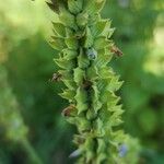 Salvia hispanica Fruit