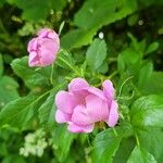 Rosa woodsii 花