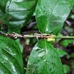 Tricalysia vadensis Leaf