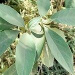 Solanum granuloso-leprosum Leaf