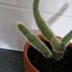 Cleistocactus winteriΦύλλο