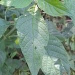 Heliotropium tiaridioides Leaf