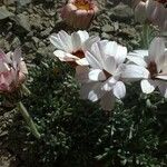 Rhodanthemum catananche Flower