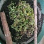 Thymus serpyllum পাতা