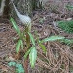 Arisaema serratum Virág