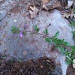 Clinopodium acinos Habitus