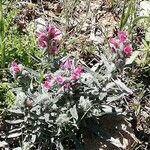 Echium albicans 花