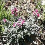 Echium albicans Flower