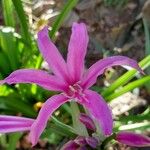 Nerine bowdenii Fleur