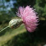 Mantisalca salmantica 花