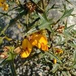 Podolobium ilicifolium Flor