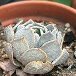 Dudleya pulverulenta Leaf