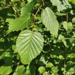 Corylus avellana Leaf