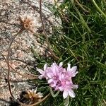 Armeria multiceps Kvet