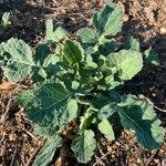 Brassica napus Φύλλο
