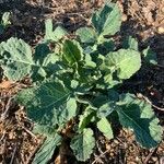 Brassica napus Leaf