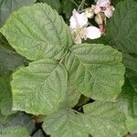 Rubus caesius ഇല