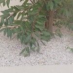 Ficus cordata Лист
