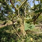 Solanum betaceum Fruit