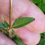 Cuphea carthagenensis Leaf