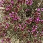 Thymus longiflorus Flower