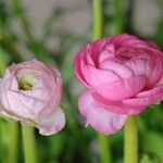 Ranunculus asiaticus 花