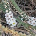 Heliotropium hirsutissimum Květ