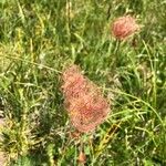 Geum montanum Frutto