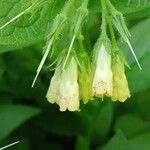 Symphytum tuberosum Flor