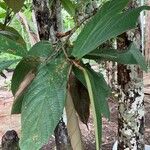 Theobroma grandiflorum Hoja