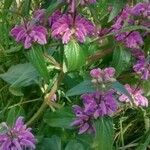 Phlomis herba-venti Kvet
