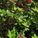 Rhododendron thomsonii Hoja