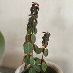 Peperomia verticillata Feuille