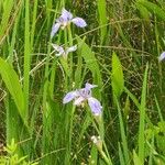 Iris virginica 花