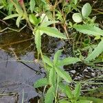 Comarum palustre Leaf