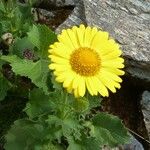 Doronicum grandiflorum Blad