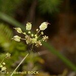 Laserpitium peucedanoides Annet