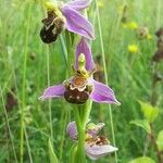 Ophrys apiferaAutre