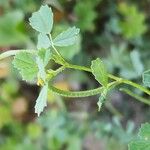 Medicago monantha Fruit