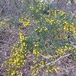 Acacia echinula Habitus