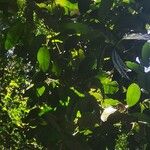 Idiospermum australiense Ліст