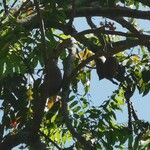 Castanospermum australe Leaf