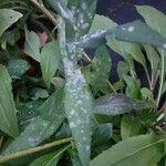 Symphyotrichum laeve Лист