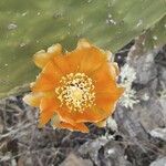 Opuntia tomentosa പുഷ്പം
