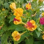 Mirabilis jalapa Кветка