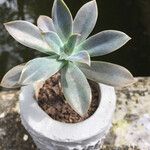 Echeveria carnicolorBlad