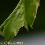 Vicia loiseleurii Fruit