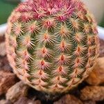 Echinocereus rigidissimus 叶