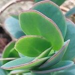 Kalanchoe marnieriana Листок