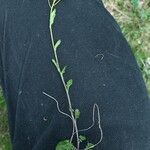 Arabidopsis halleri Листок